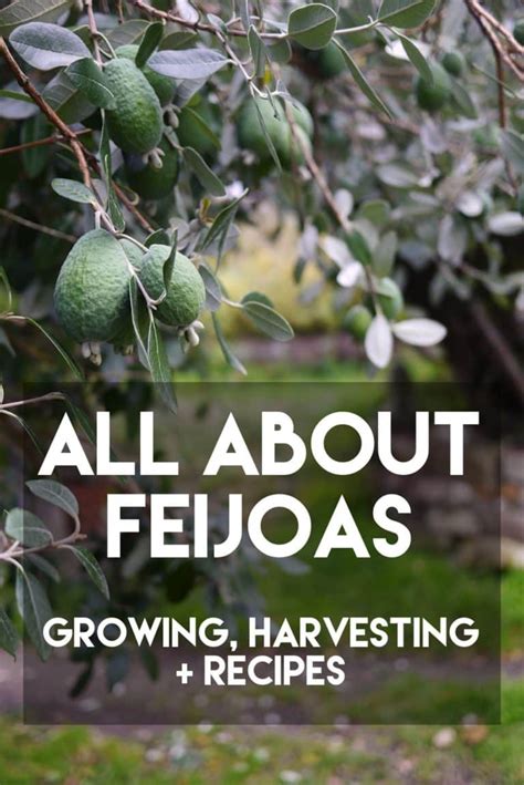 All About Feijoas: growing, harvesting + recipes - stories